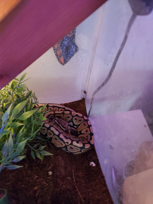 Koolantsnake.png